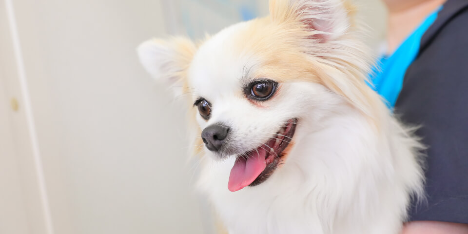 犬の病気