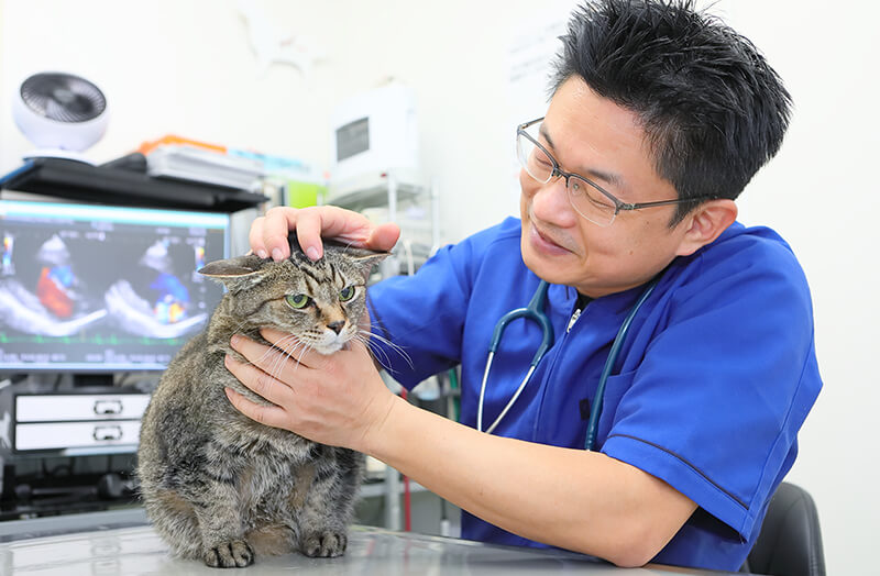 子猫がかかりやすい病気